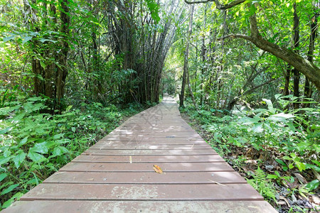 旅游冒险Wooden行走桥步进入林区门户14图片