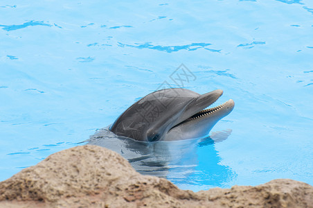 水中的海豚图片