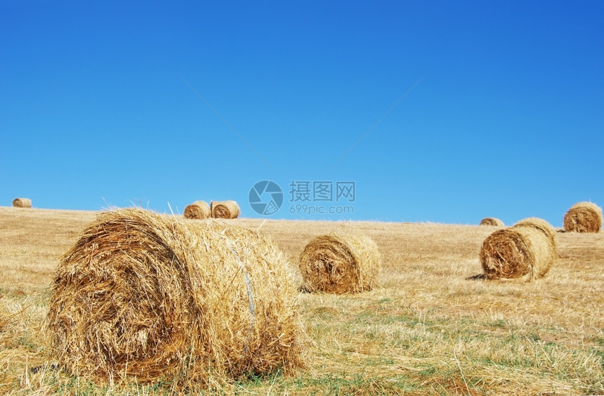 土地草新鲜的农村区草原上干图片