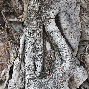 公园丛林木制的树根老了线圈重叠非常古老的树图片