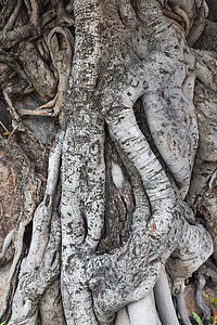 荒野植物树根的老了线圈重叠非常古老的树公园图片