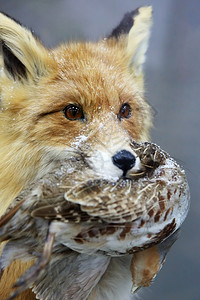 狐狸的肖像让在嘴里腐烂哺乳动物脸鸟图片