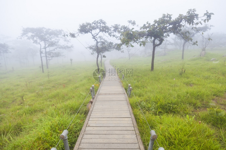 小路树木和草地的林桥行道森制的图片