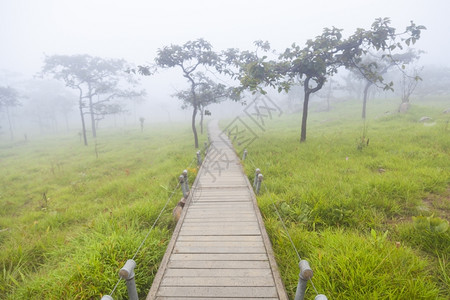 小路树木和草地的林桥行道森制的图片