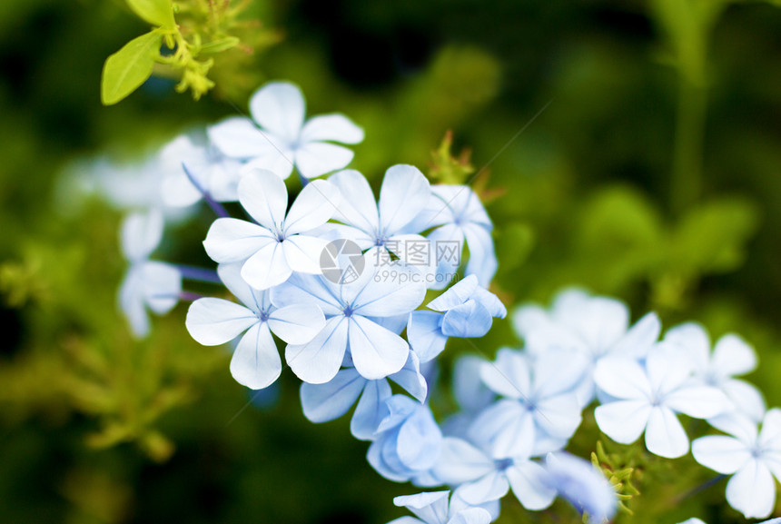 在炎热的夏日公园里绿色背景上的蓝花朵特写公园里绿色背景上的蓝花朵特写植物群开花以色列图片