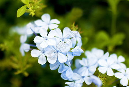 在炎热的夏日公园里绿色背景上的蓝花朵特写公园里绿色背景上的蓝花朵特写植物群开花以色列背景图片
