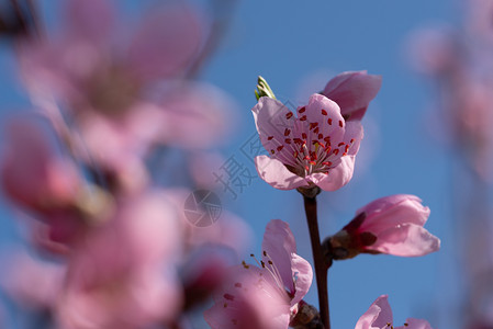 春天柔软粉红桃花的图像轻蓝布基背景软粉红桃花轻蓝色布基背景自然盛开图片