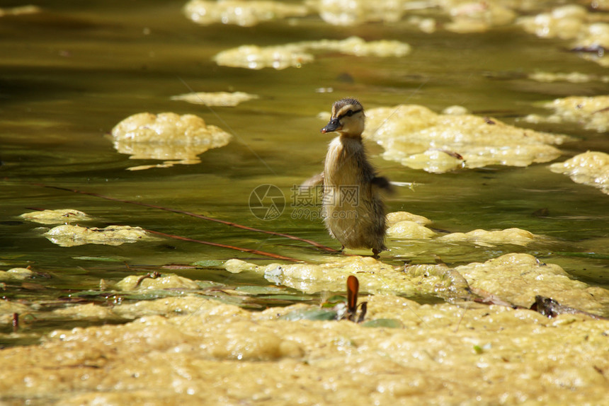 身体鸟在一个大池塘里的小鸭子丢失图片