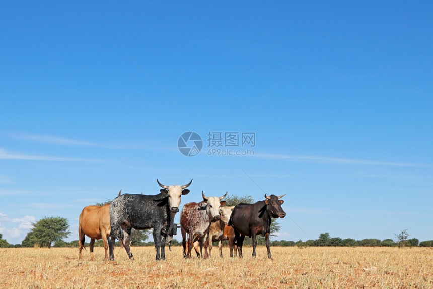 南非一个农村场草地上自由品种的纳古尼牛清除范围喂图片
