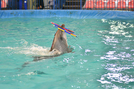 海豚表演套圈背景图片