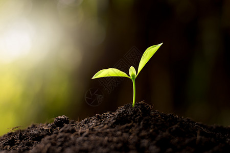 树苗在土壤中生长态学概念散景绿色地面图片