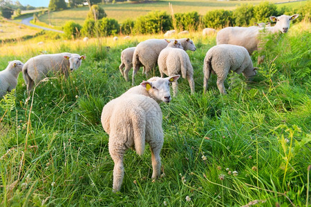 绿色在法国风景和山丘中放牧的羔羊季节春天图片