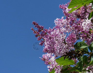 紫丁香绽放浪漫的花枝树与蓝天对立图片
