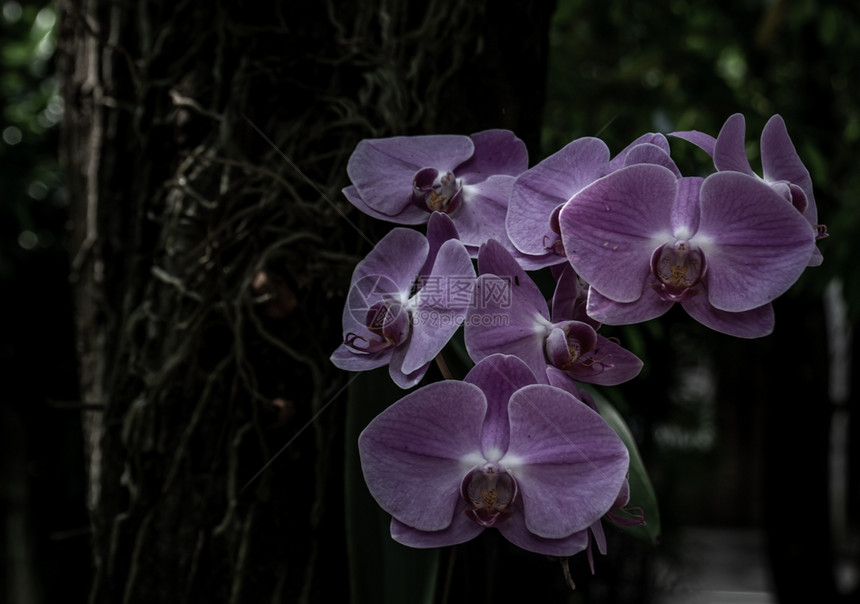 植物群紫色的兰花朵美丽有棕色粉红或以天然模糊颗粒本底的地兰花美丽图片