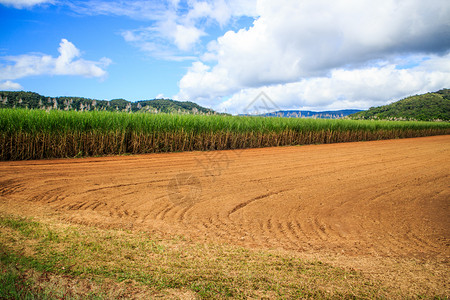 海伦景观澳大利亚昆士兰州澳洲在对抗蓝云天空的田地上种植甜菜耕地图片