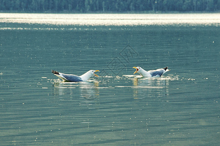 尖叫喊两只海鸥坐在水面上用开阔的嘴对立着两个海鸥非城市图片