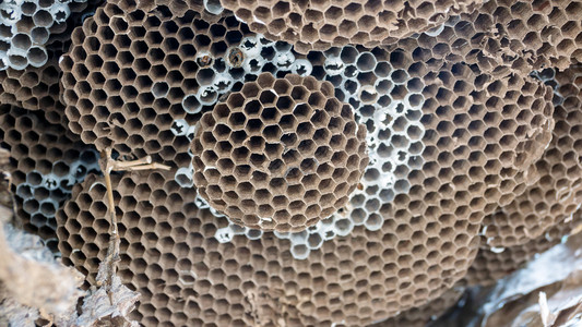 危险线条空黄蜂巢的关闭图片