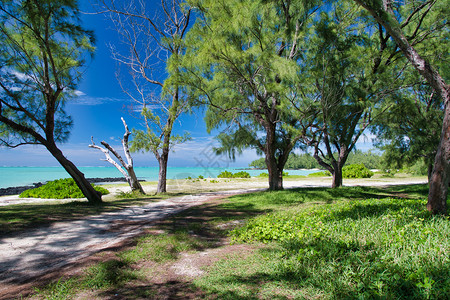 伊莱目的地绿松石美丽森林足迹毛里求斯IleAuxCerfs热带背景