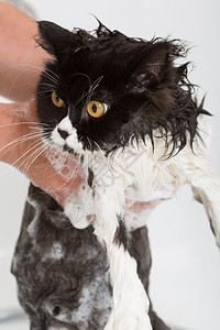 干净的洗澡或淋浴给波斯种猫浸泡湿的图片