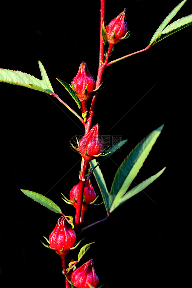 关闭树枝上的红玫瑰组黑底色背景水果植物花的图片