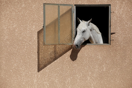 荒野鬃毛窗边的白马户图片