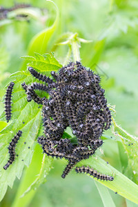 昆虫舍内维尔一群食用织物植的黑毛虫动图片
