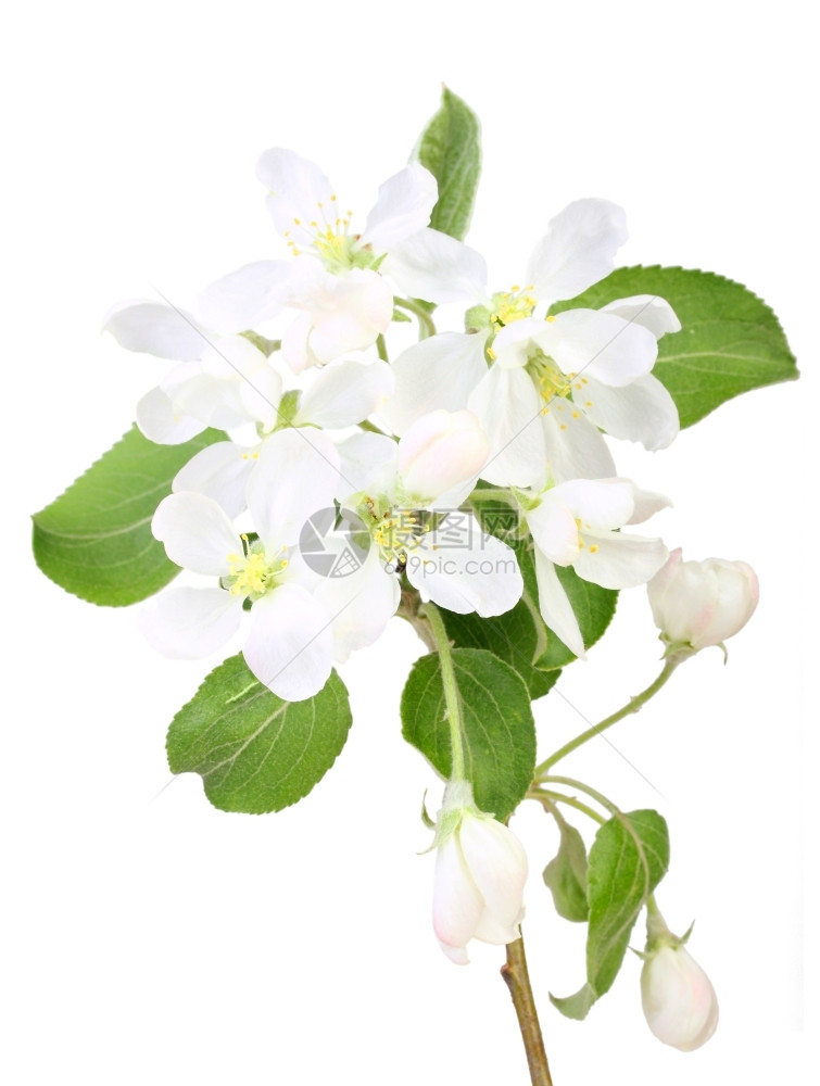 美丽的衬套有绿叶和白花的苹果树单一分支白色背景孤立于上近距离摄影棚美丽图片