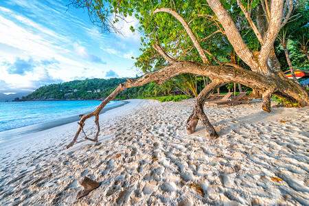 海洋日落时的树干在美丽热带海滩上日落时的树干在美丽热带海滩上棕榈自然图片