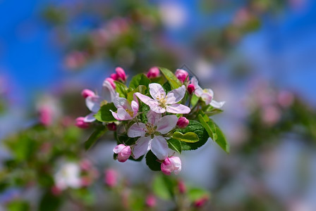 天空复活节四月苹果树的闪光分枝接近图片