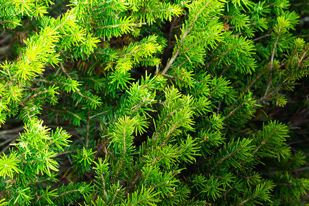 冬天假期松树作为背景的绿色树枝丛常图片