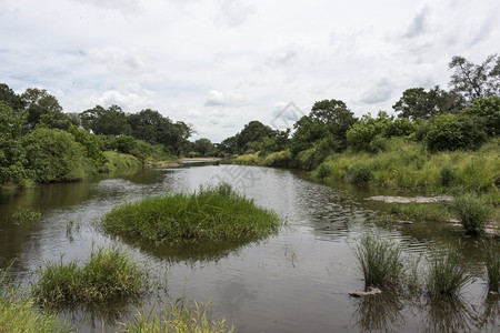 生态旅游非洲南部的Kruger公园的水河绿色图片