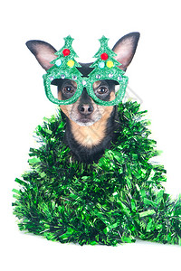 克劳斯宠物穿着有趣的新年树皮眼镜狗肖像孤立在白色圣诞主题新年庆典图片