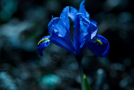 细节颜色春天蓝碧丽花和深色背景春天蓝红玫瑰花在暗色背景紫图片