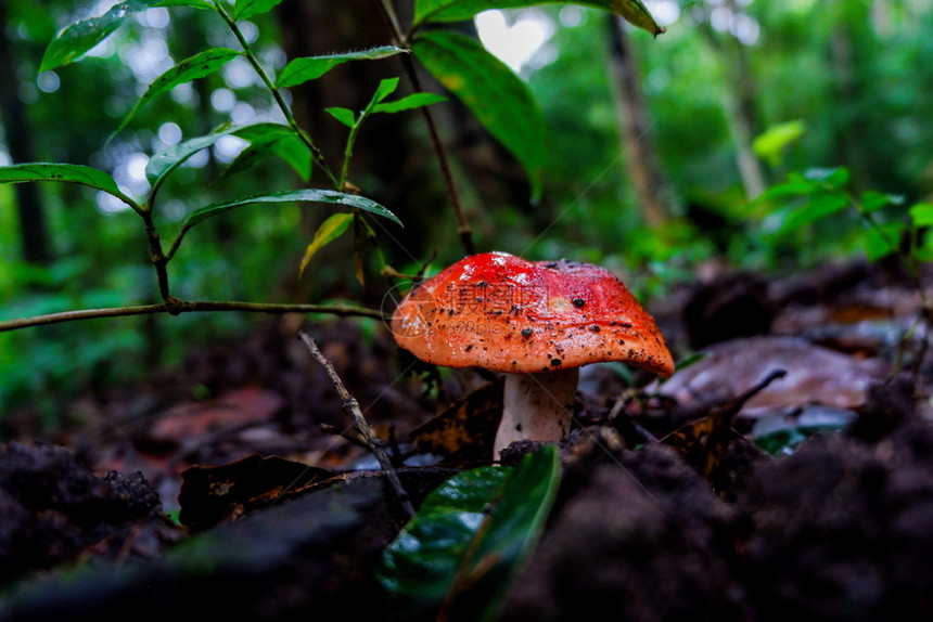 森林中的红蘑菇致幻毒蕈危险图片
