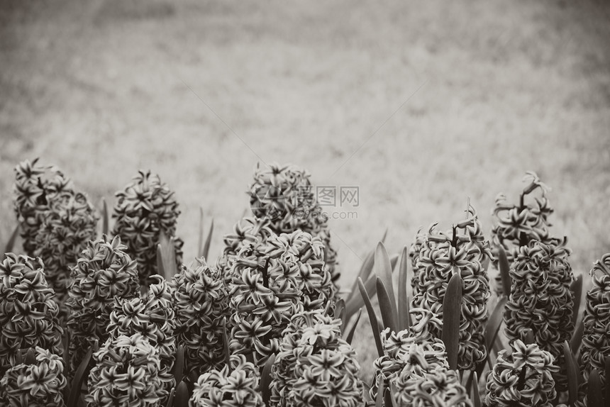 复古风格的Hyacinth花朵盛开生长荷兰语图片