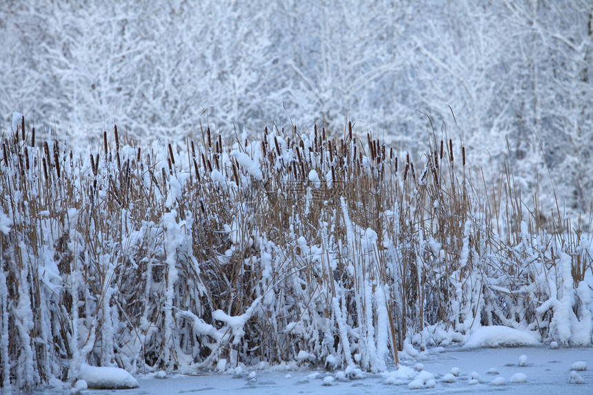 户外甘蔗暴风雪冬天覆盖湖中养殖图片