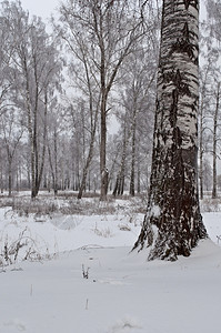 与茂密的寒冬之日对着白树林宁静薄雾自然图片