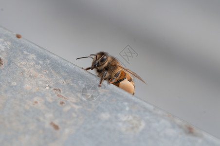 蜂巢背部美丽蜜回来后带着花粉蜜蜂在工作图片