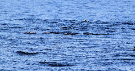 海豚只要在水面上展示他们的鳍就可以游泳生活溅经过背景