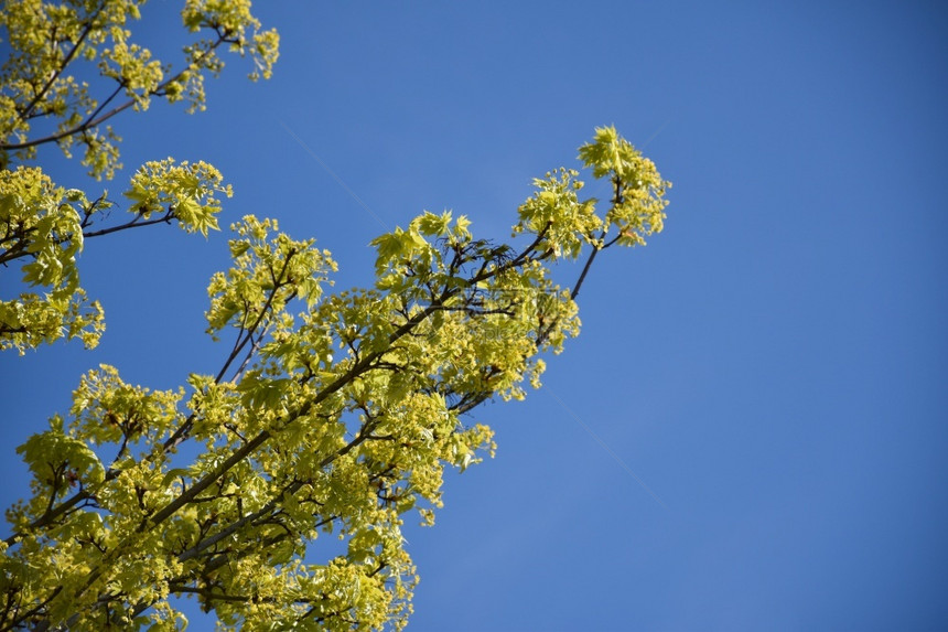 蓝色天空下有新树叶和鲜花的枝郁葱颜色花园图片
