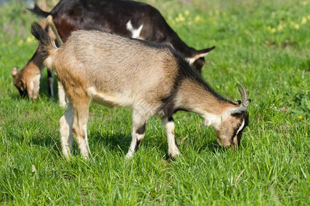 农田甜的青山羊在绿草上放牧农业图片