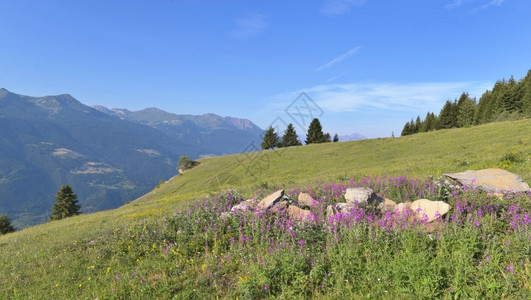 在下面蓝色天空高山上一座草地的粉红色花朵爬坡道假期图片