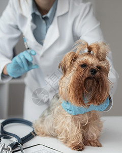 身体兽医检查小狗的健康状况人们坚果图片