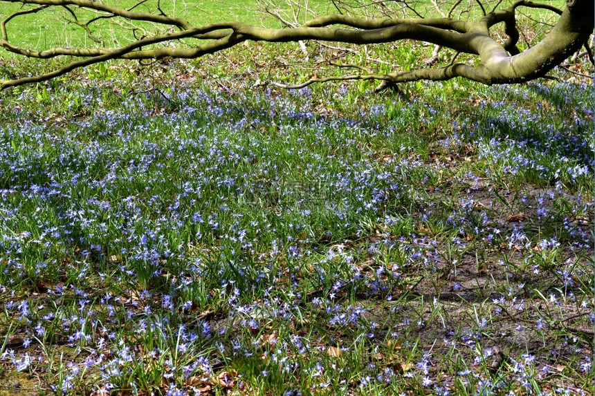 开花常见的在荷兰瓦塞纳尔位于荷兰瓦塞纳尔的山毛树下面普通蓝铃或boshyacint花朵图片
