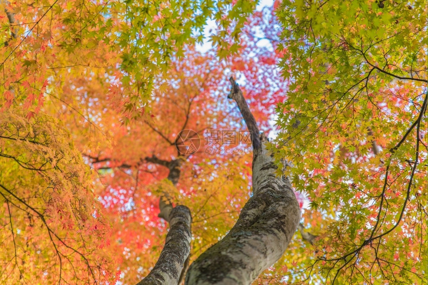 秋季色彩缤纷的树木图片