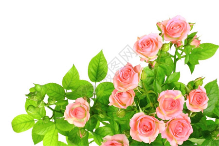 简单自然灌木丛光粉红玫瑰和绿叶的分枝在白色背景上隔绝近距离摄影棚图片