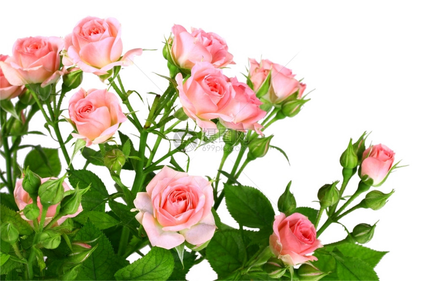 花瓣脆弱满的粉红玫瑰和绿叶布希白色背景的近距离摄影棚作品片图片