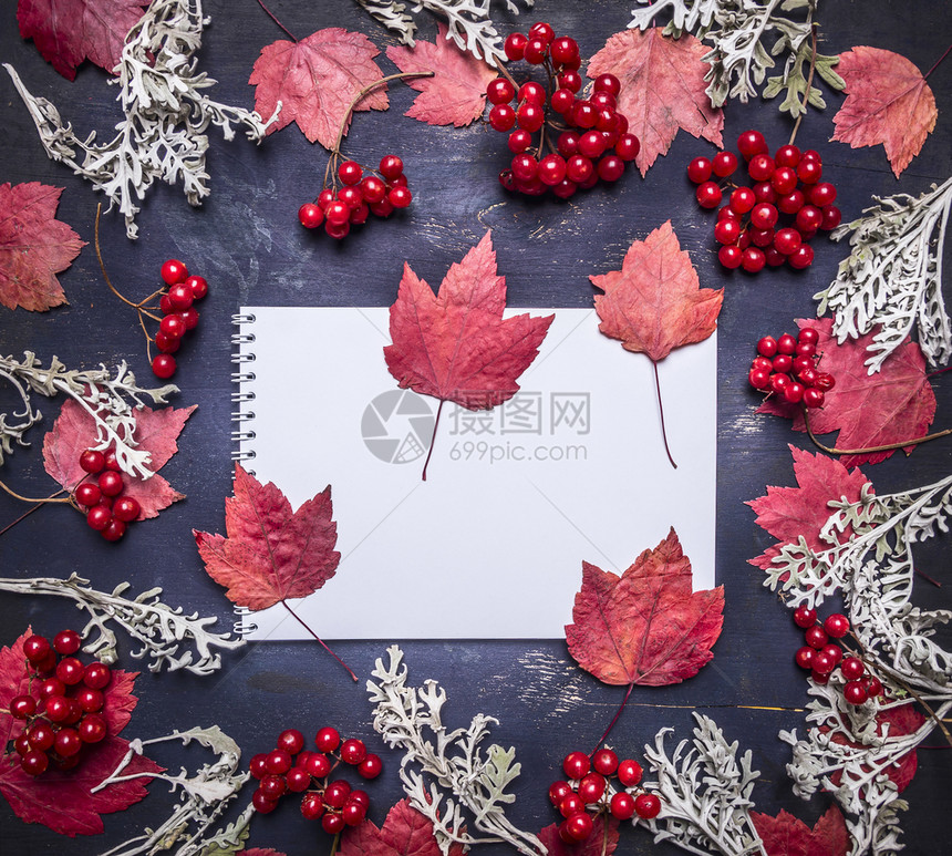 空白绘画纸和红色枫叶浆果图片