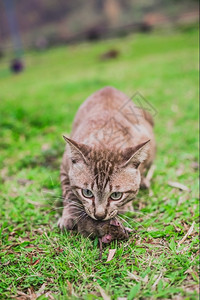 猫妖的诱惑盯着死的捕猫鼠老背景