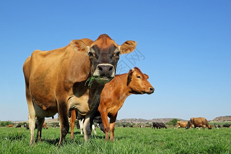 清除场地自然低角度的奶牛在赤草绿的原上放牧面对清蓝的天空图片